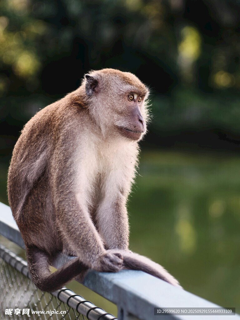 猴子坐栏杆眺望风景