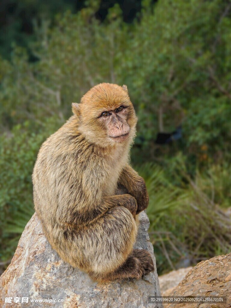 岩石上的猴子