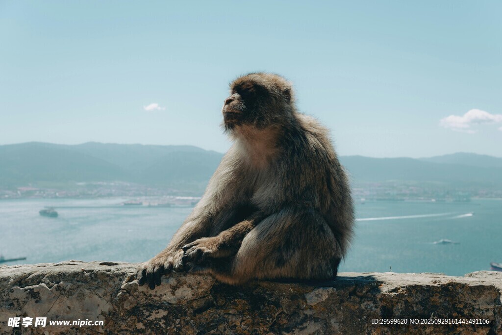 石上坐猴望远方海景