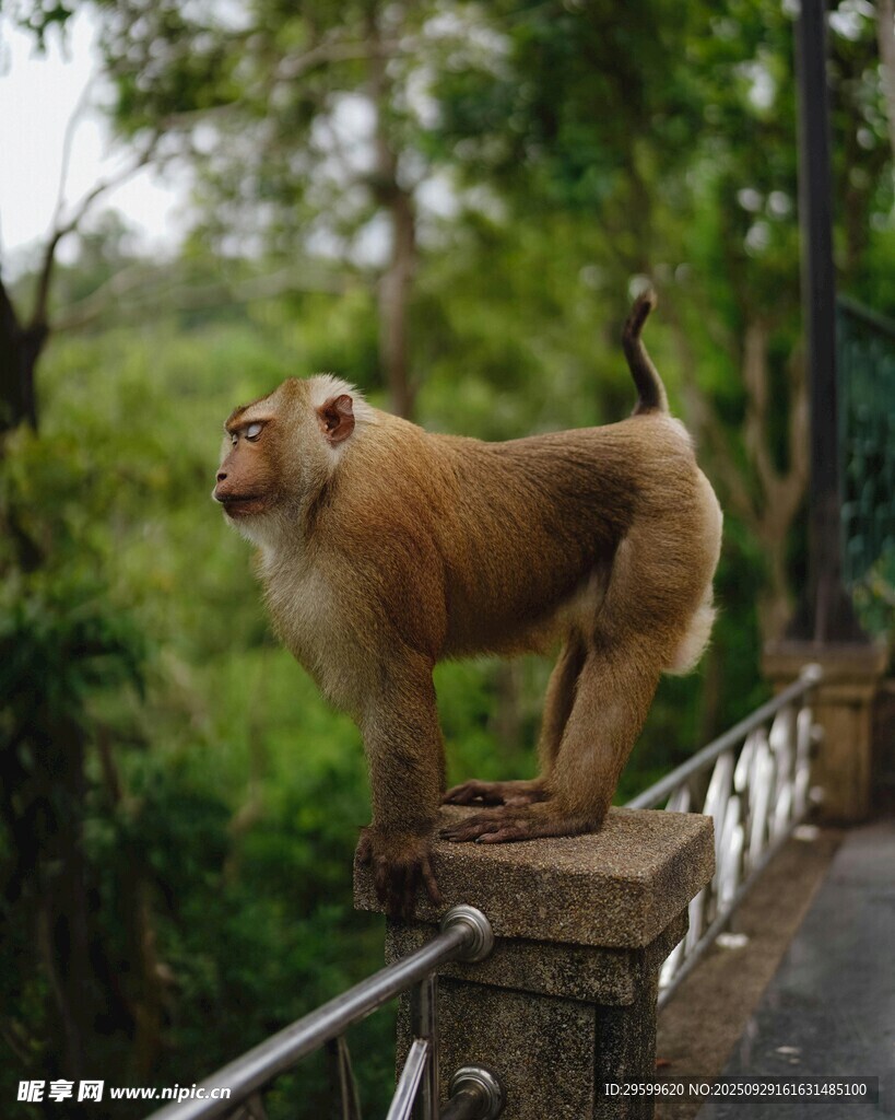 石栏上的猴子