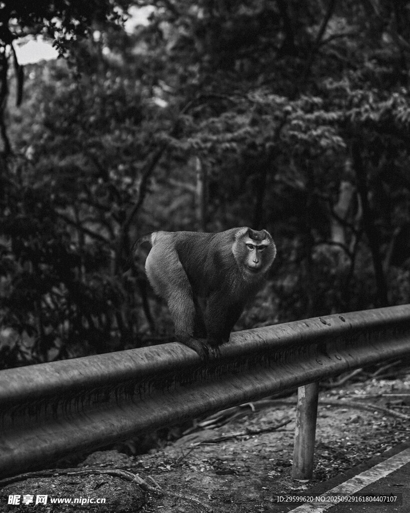 公路护栏上的野生猴子