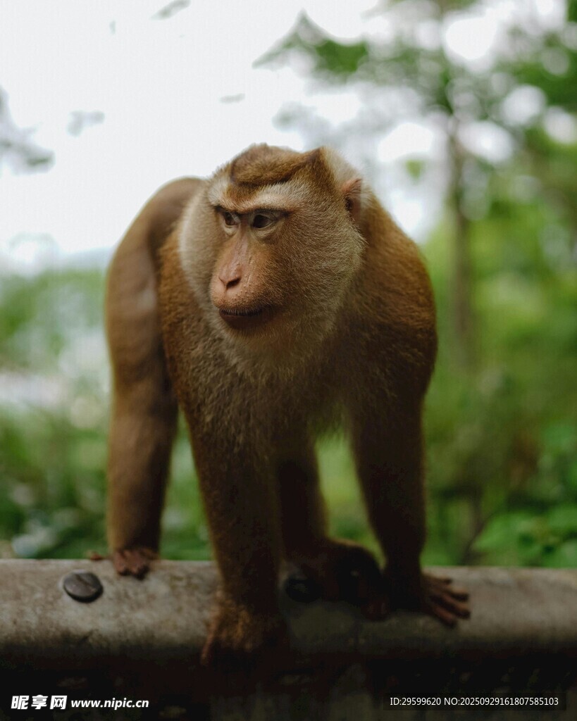 站立的猴子
