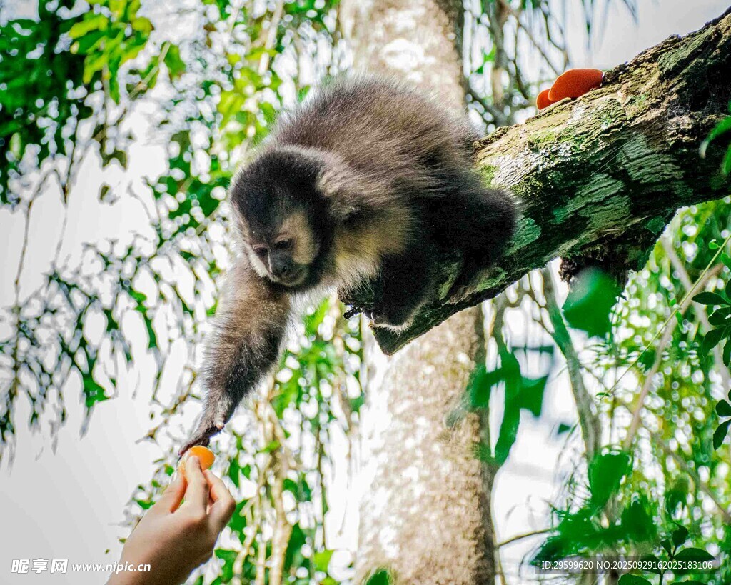 挂在树枝上的可爱小猴子