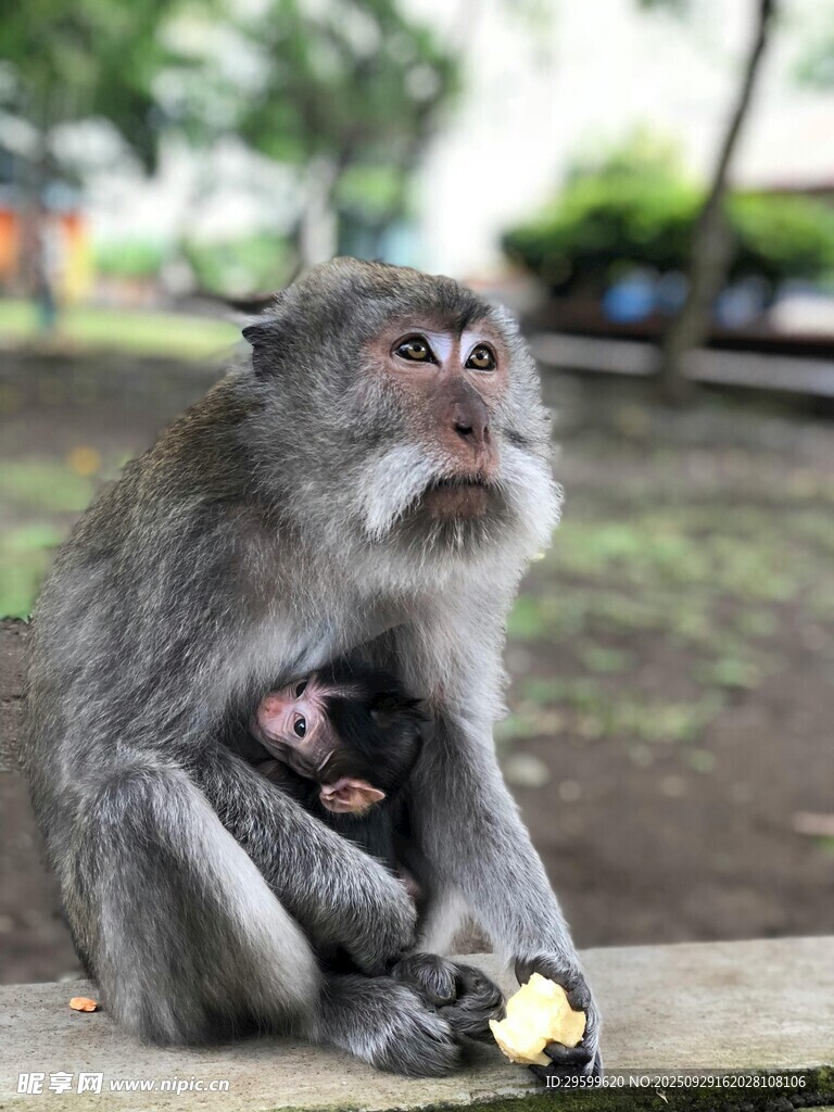 母猴怀抱小猴温馨画面