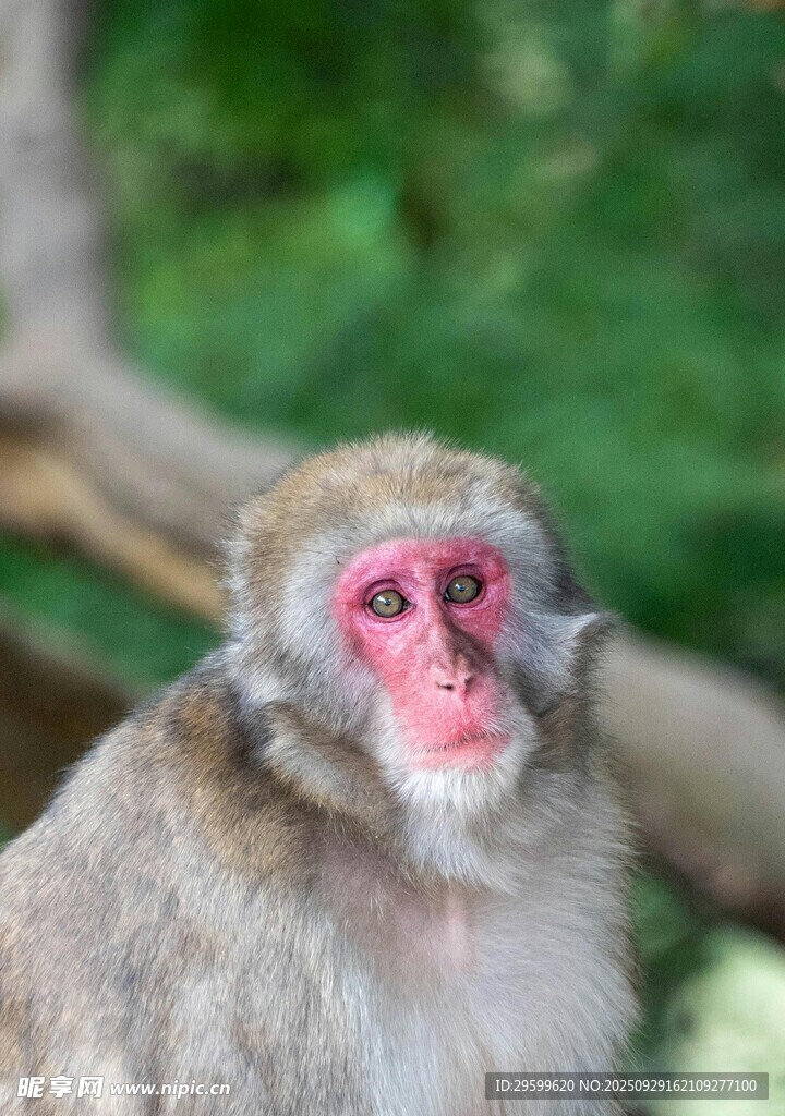 红脸猴子特写