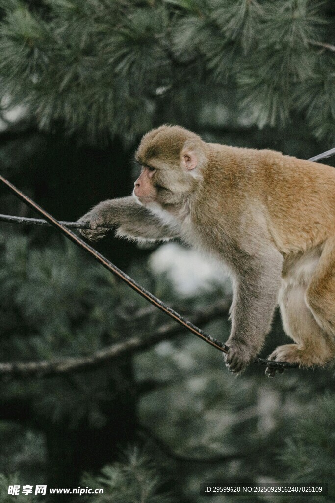 猴子抓握绳索于林间