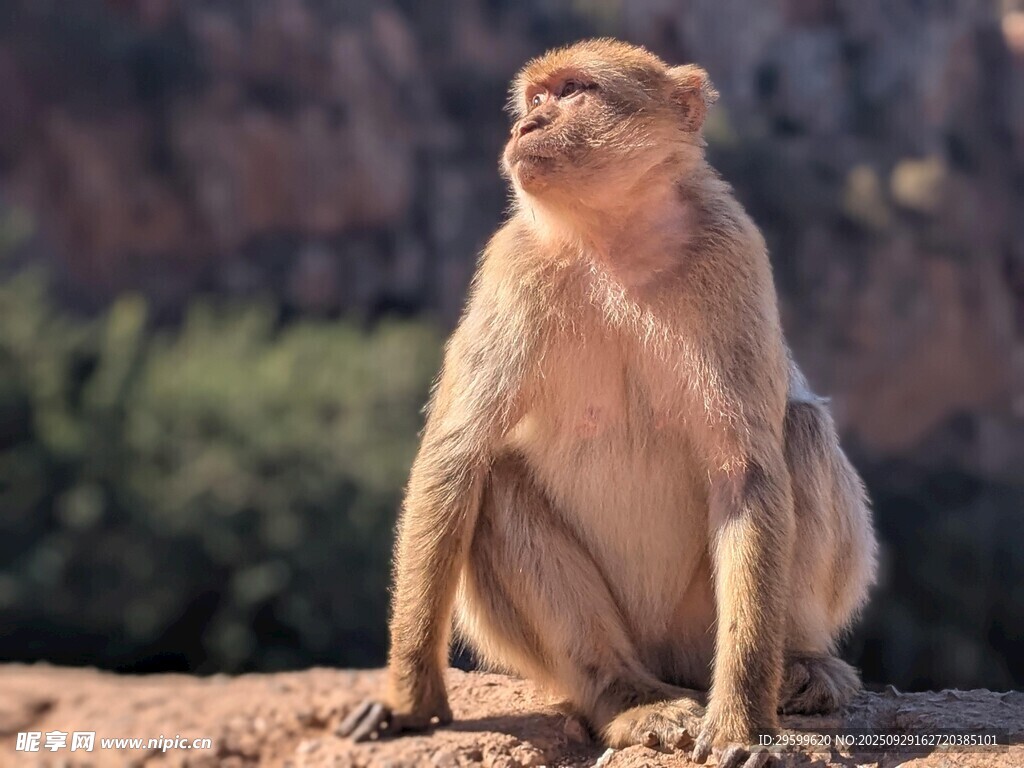岩石上的猴子