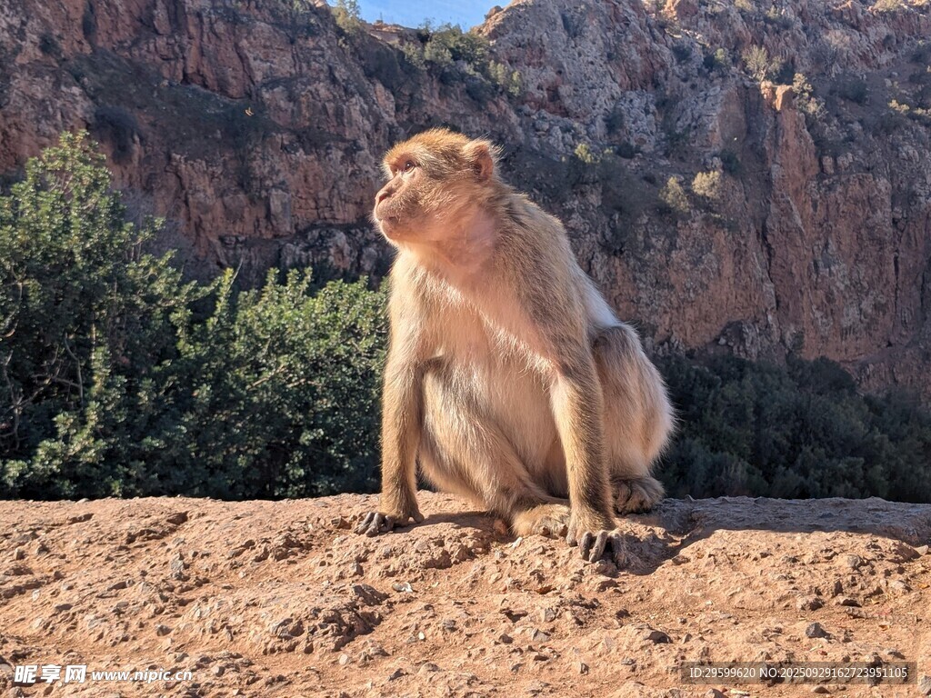 岩石上的猴子