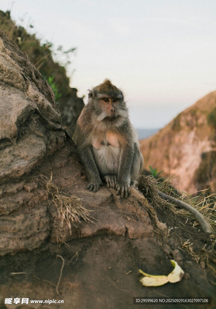 岩石上的猴子与香蕉