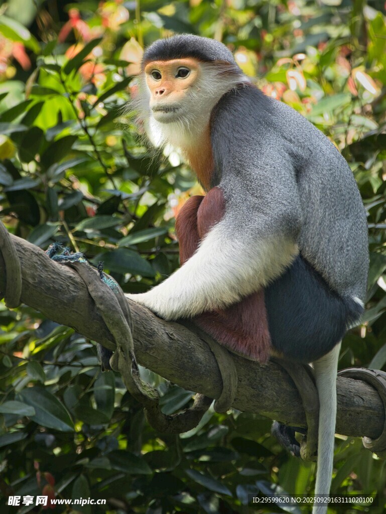端坐枝头的灰叶猴