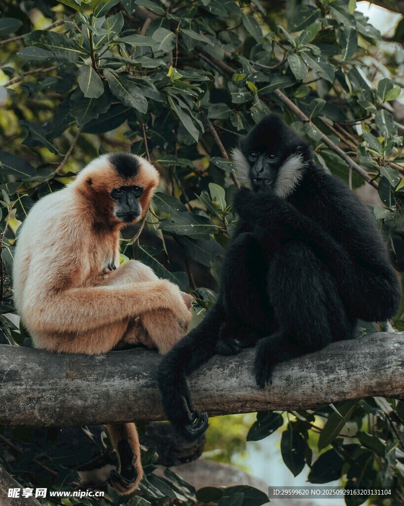 树枝上的两只珍稀猴子