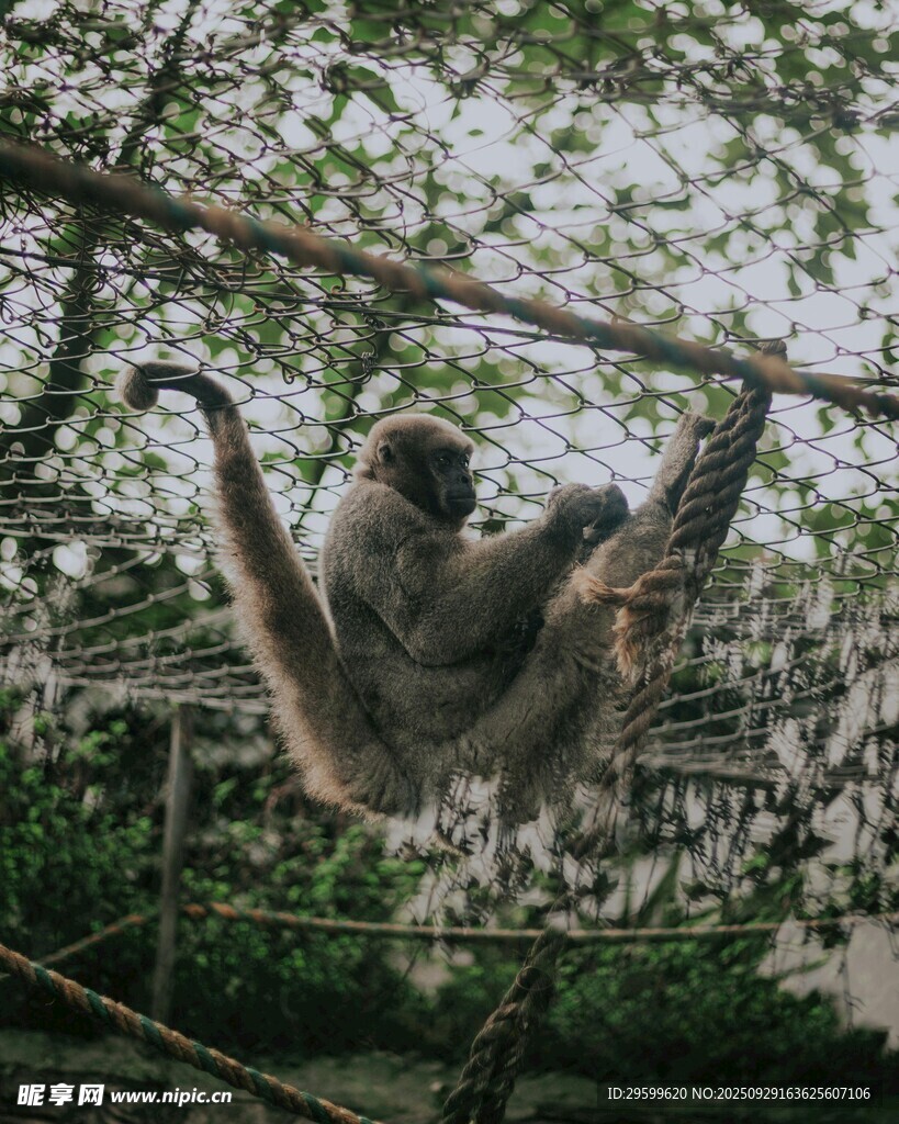 挂在树上的长臂猿