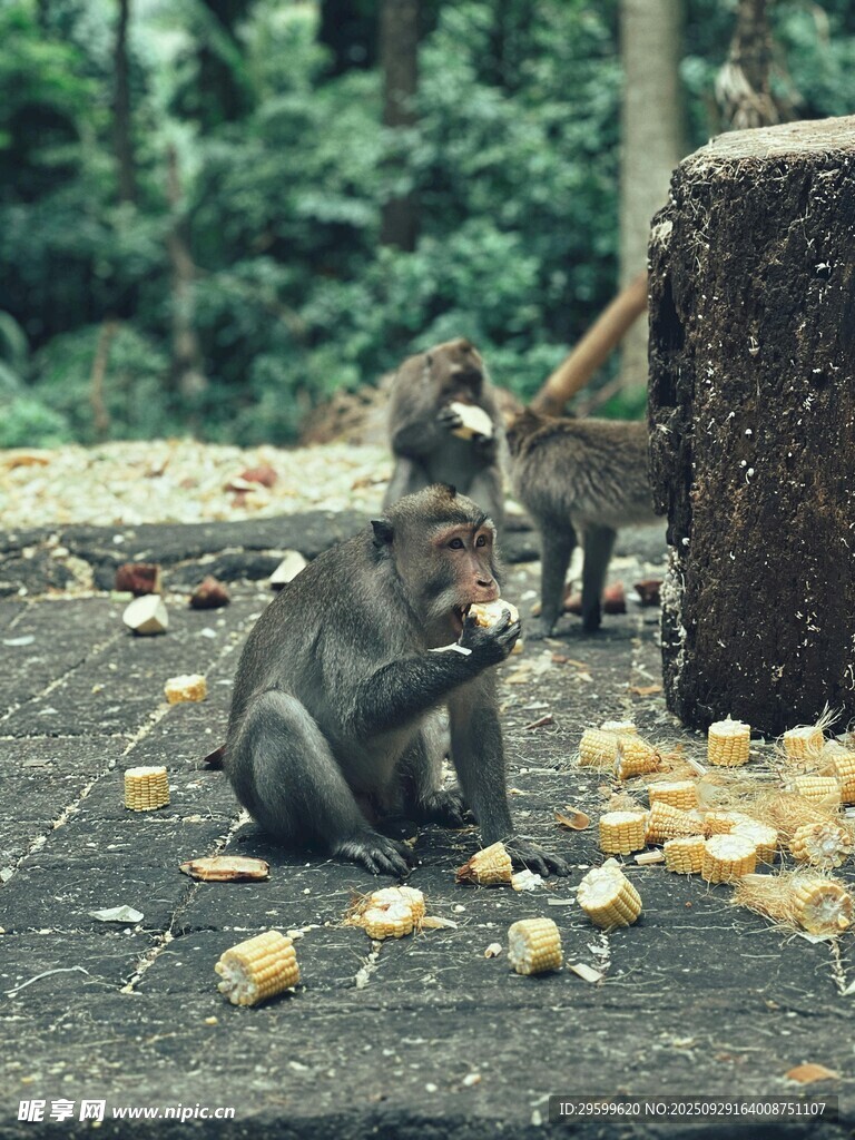 猴子在户外享用食物