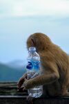 猴子手持水瓶眺望远方