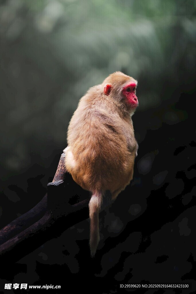 猴子蹲坐树枝上