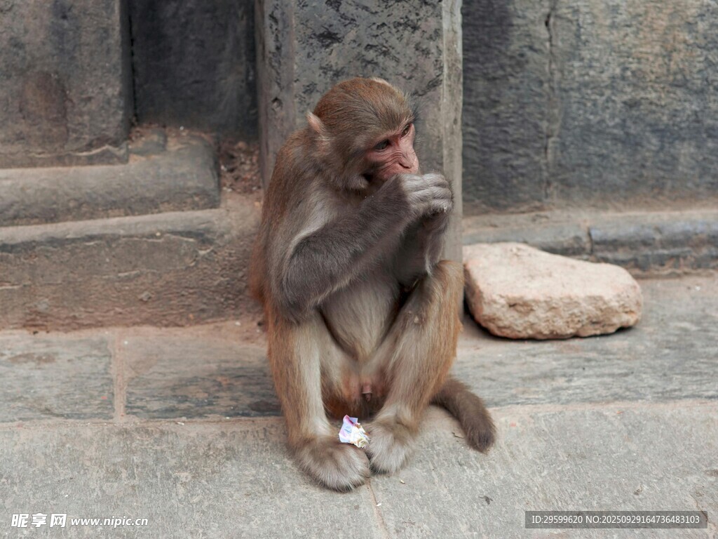 独坐思考的小猴子