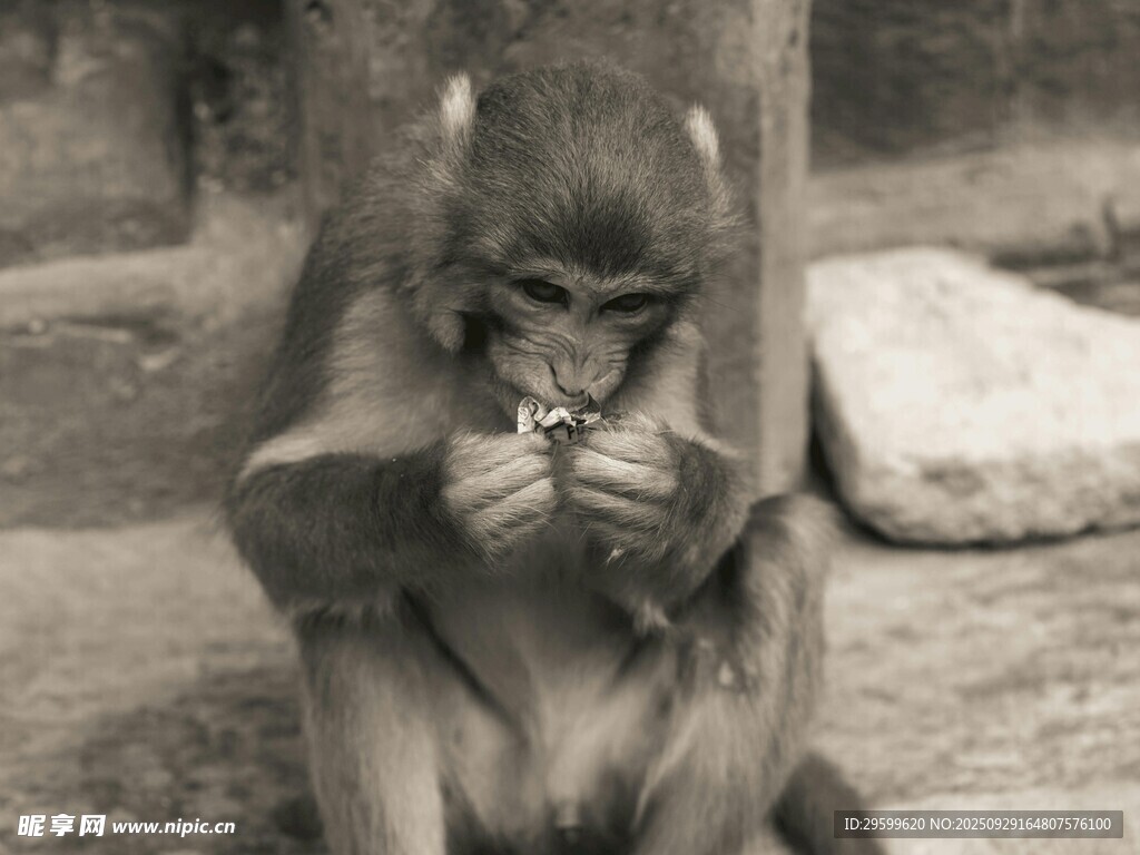 猴子专注进食瞬间
