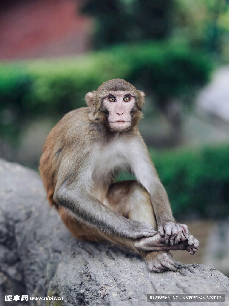 岩石上的猴子