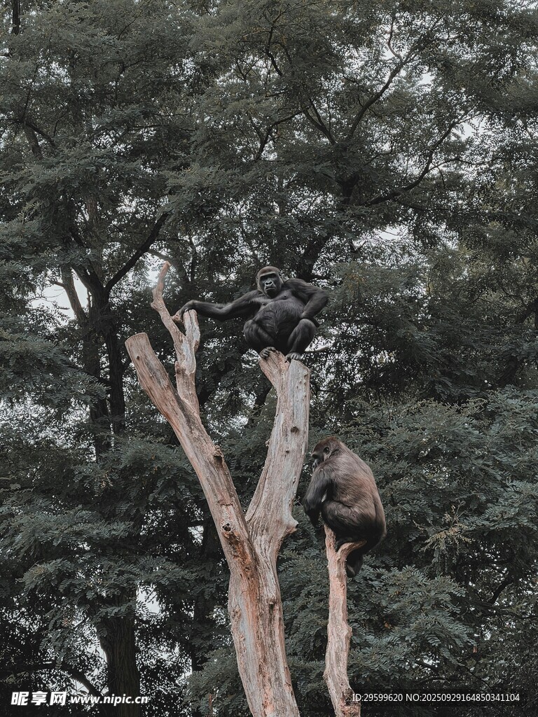 枯树旁的茂密树林景观