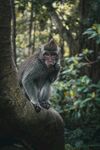 林间猴子栖息于树干上