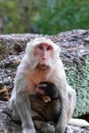 母猴抱幼猴于石上