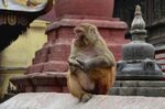 寺庙前静坐的猴子