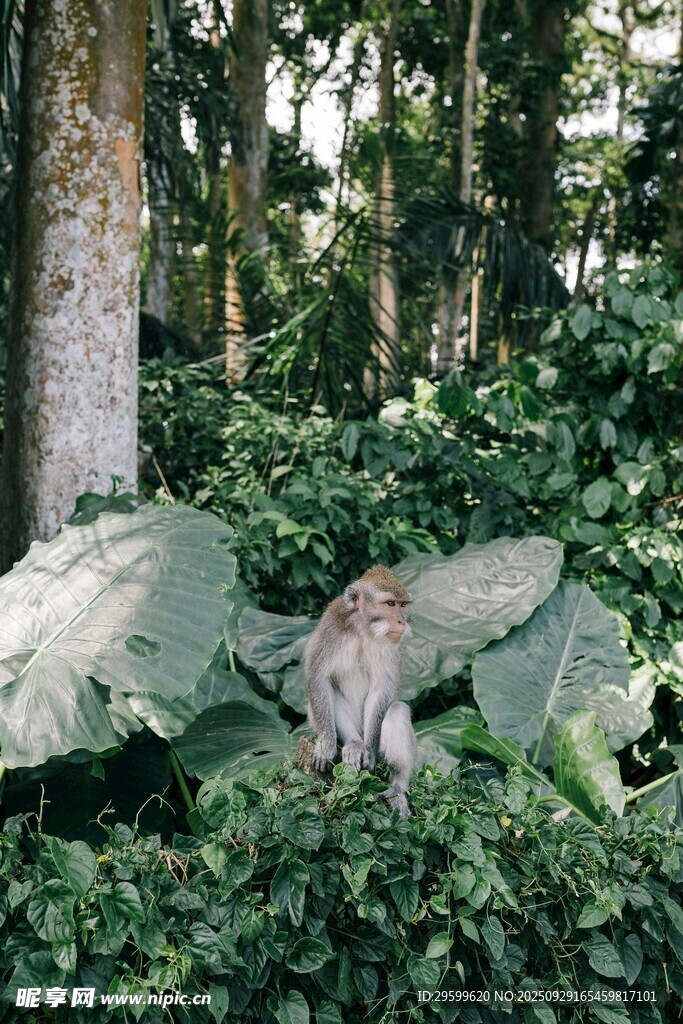 丛林中的猴子与繁茂植物