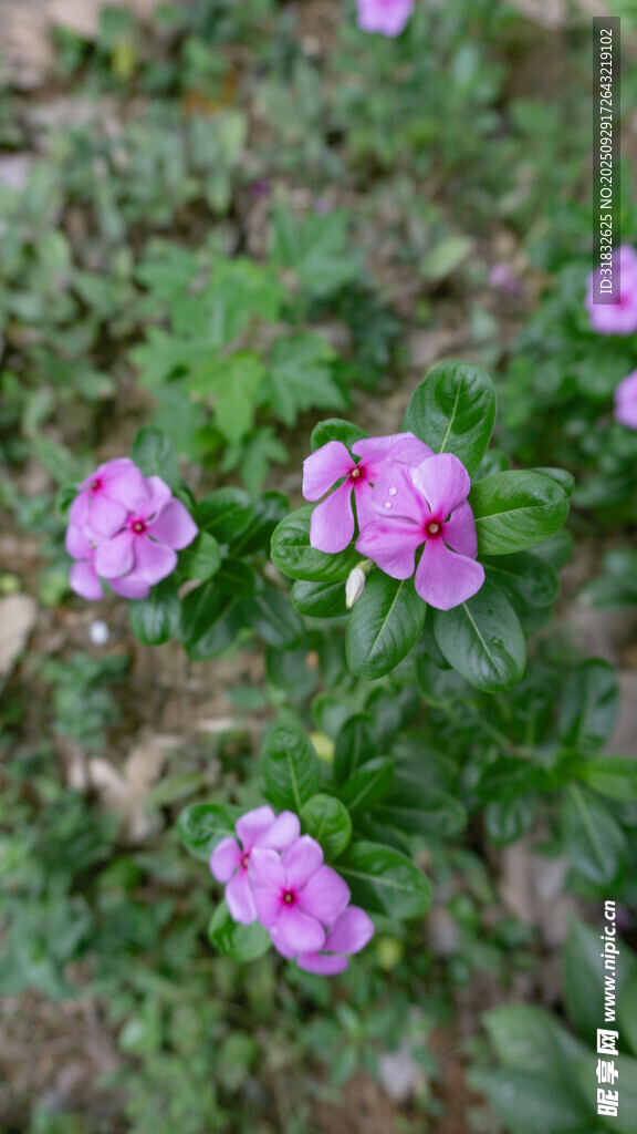 地面绽放的娇艳粉色花朵