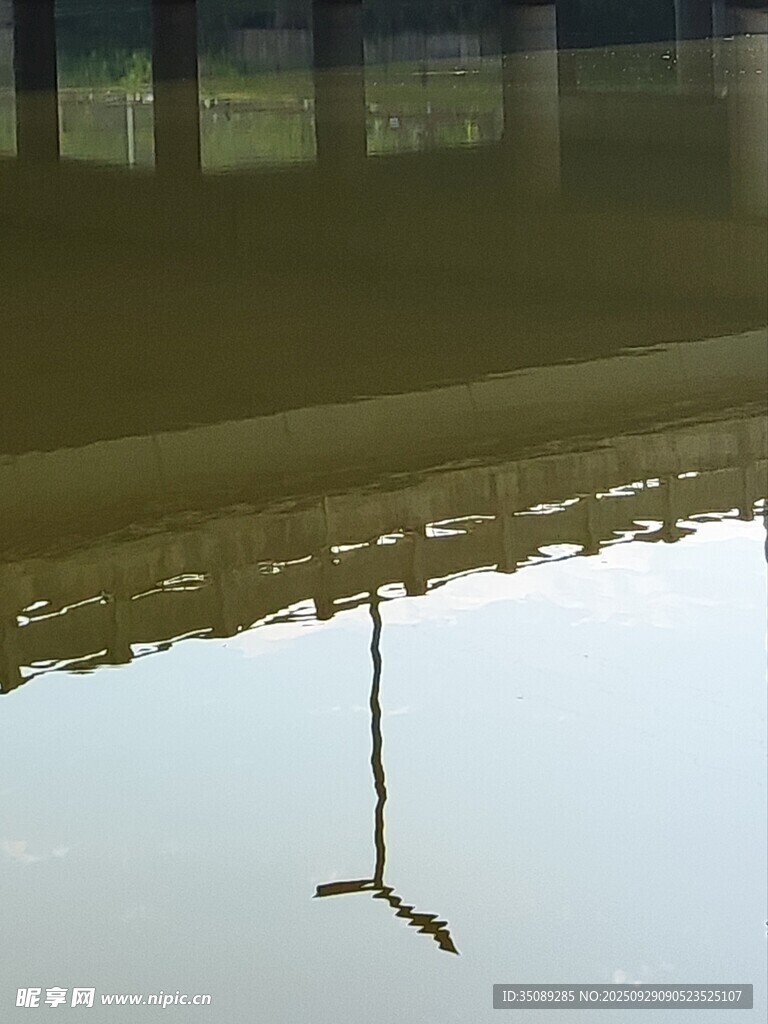 水面倒影中的飞鸟