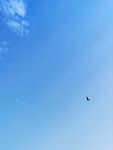 蓝天飞鸟自由翱翔之景