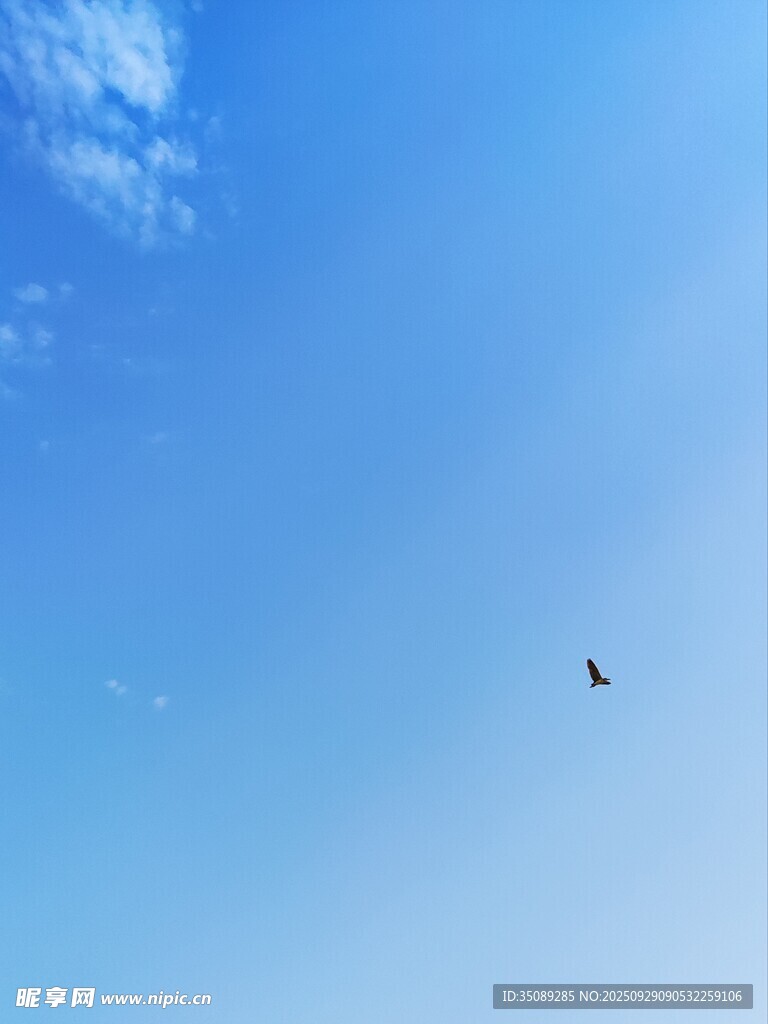 蓝天飞鸟自由翱翔之景