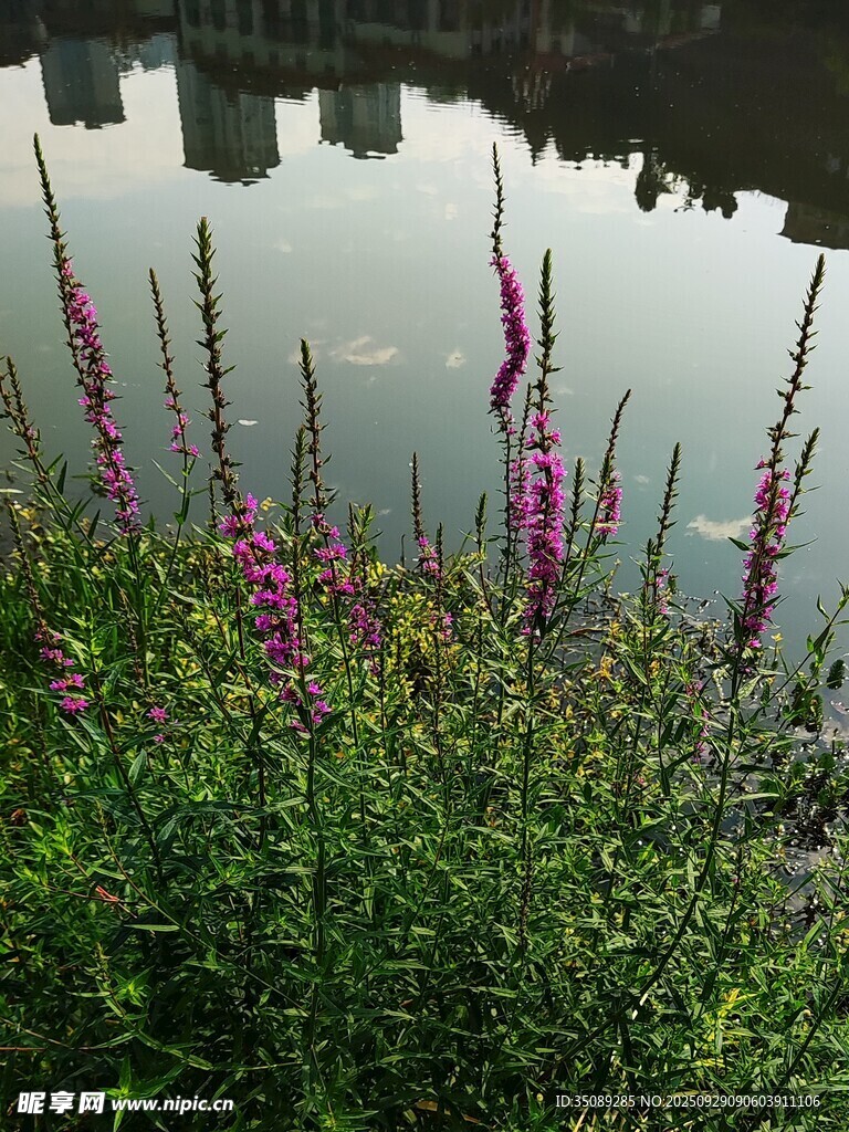 湖畔绽放的艳丽紫花