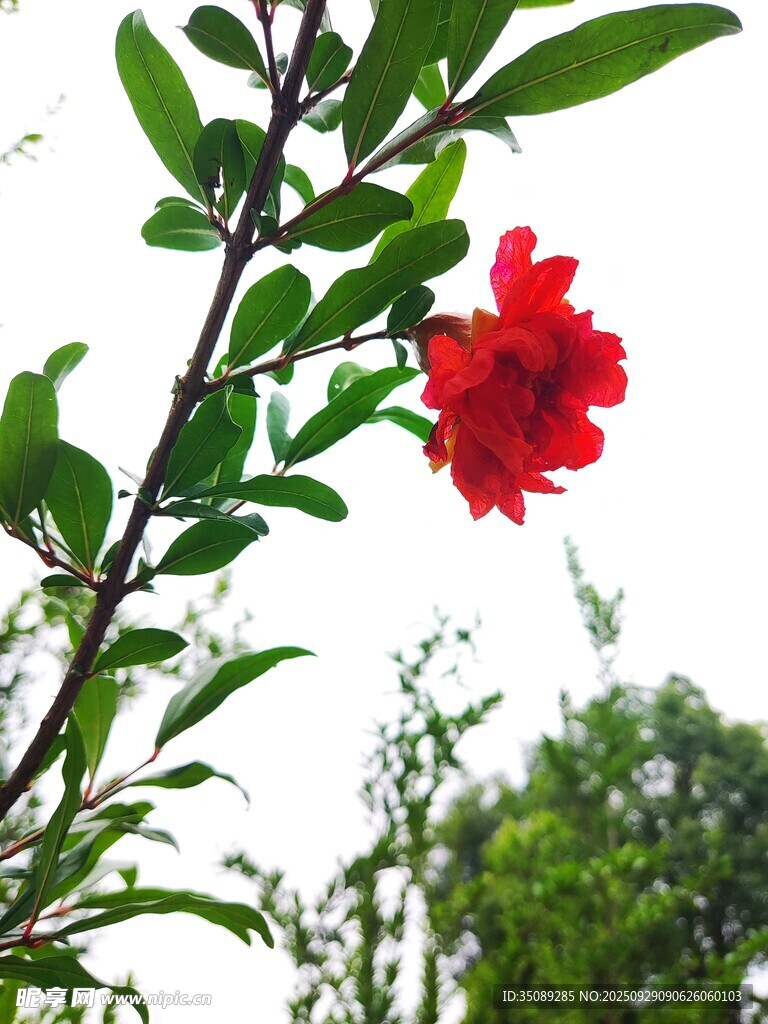 娇艳石榴花枝头绽放