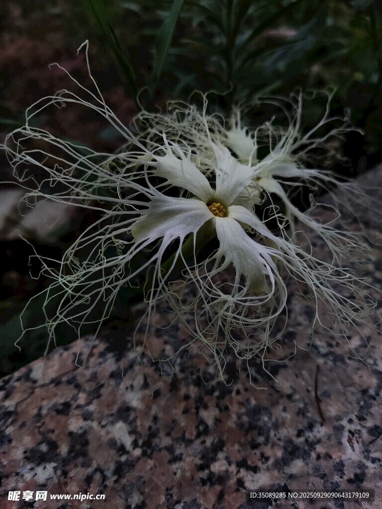 岩石上的奇特白色花朵