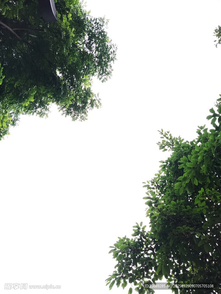 仰视茂密绿树树冠