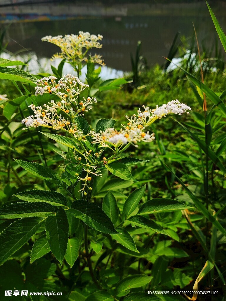 绿叶丛中的白色小花