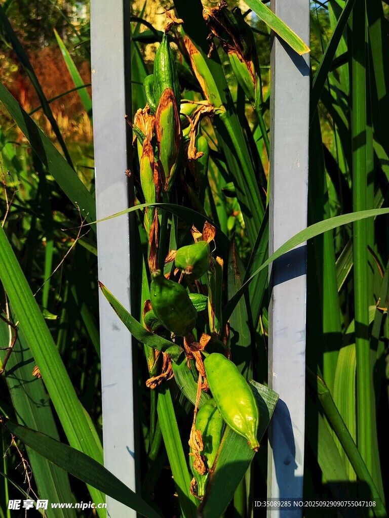 绿叶间的斑驳植物景象