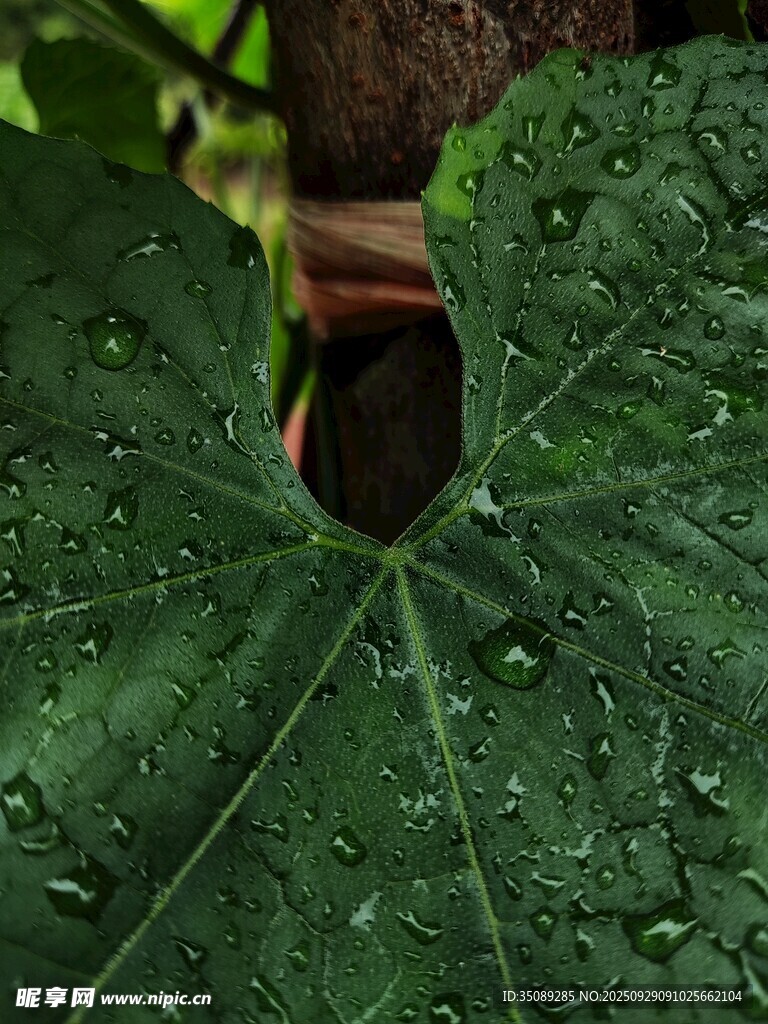 绿叶上的水珠与昆虫