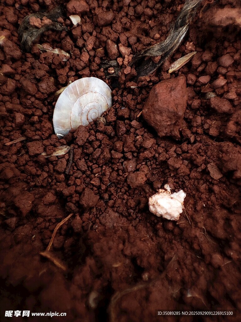 土壤中的白色神秘物体