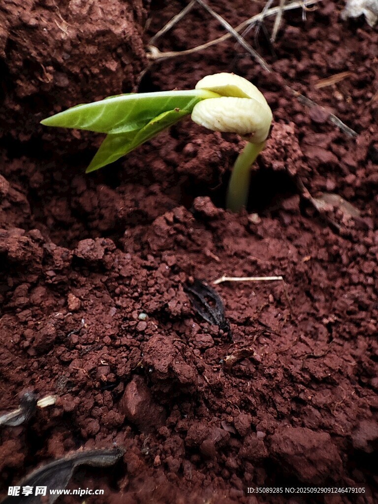 破土而出的嫩绿新芽