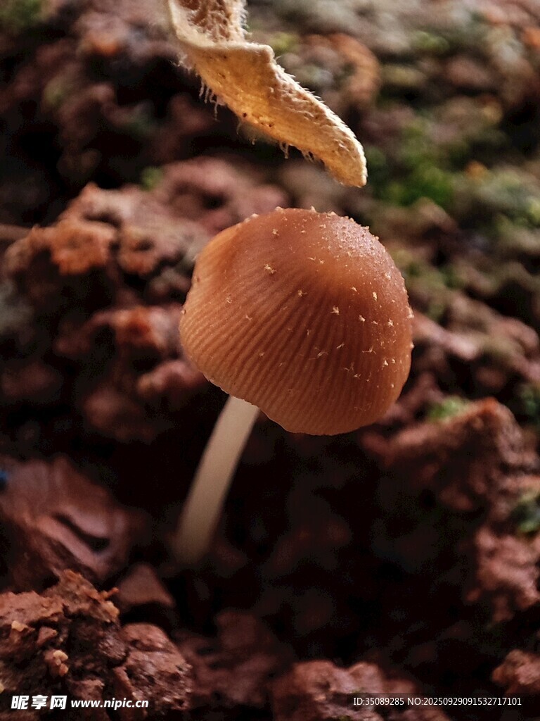 泥土中的小蘑菇