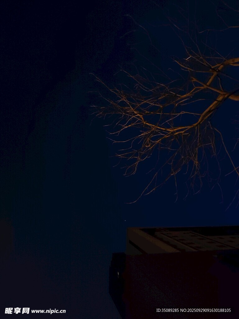 月夜下的枯树与神秘容器