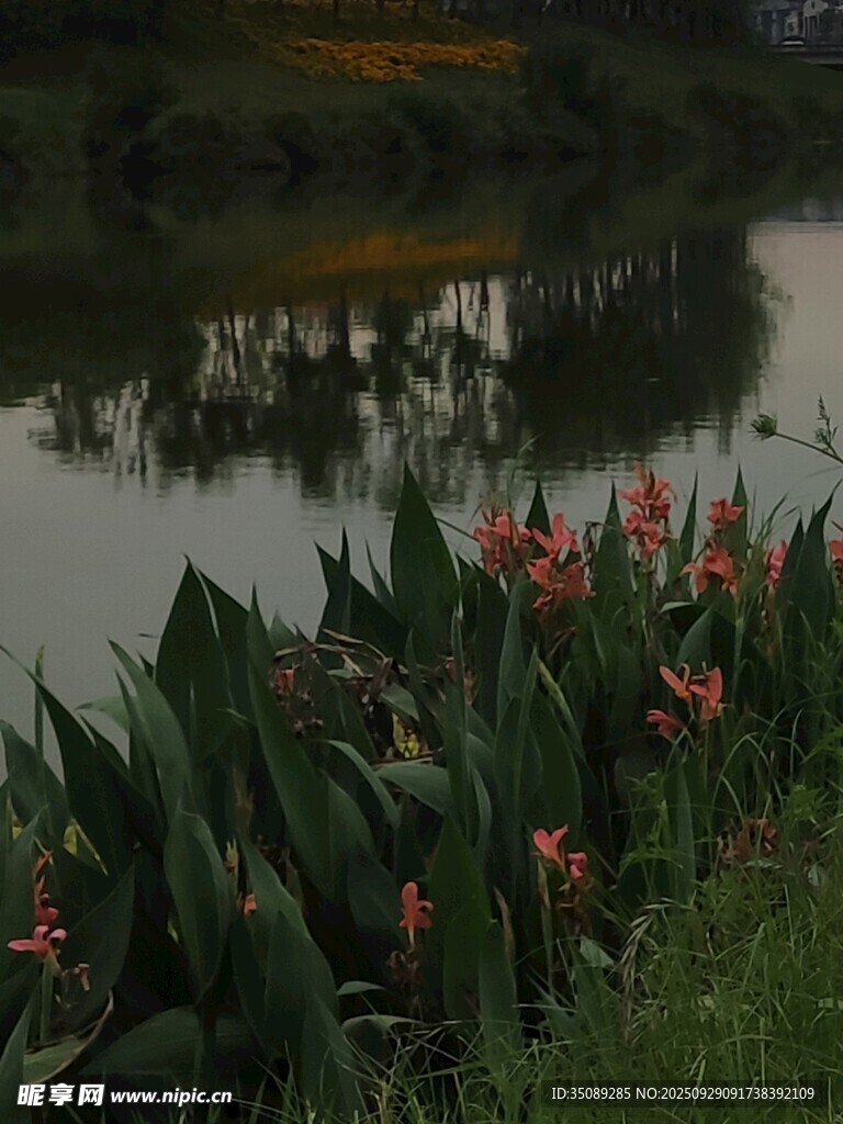 湖畔美人蕉绽放美景