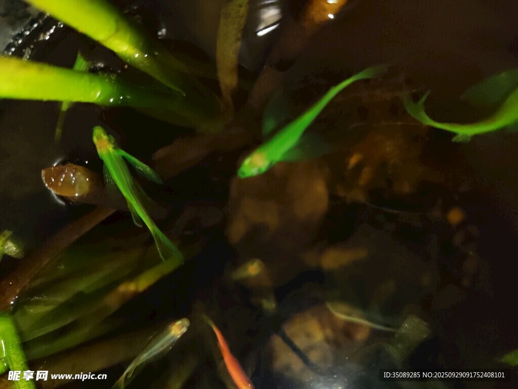 水族箱中的绿植与小鱼