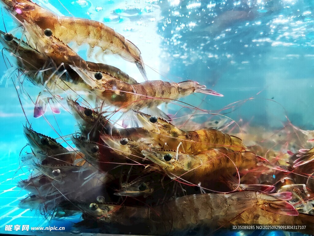 水下群虾景象