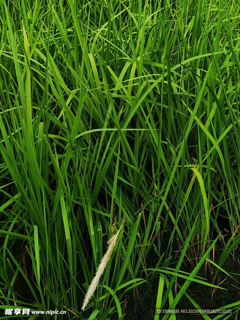 翠绿茂盛的青青草地