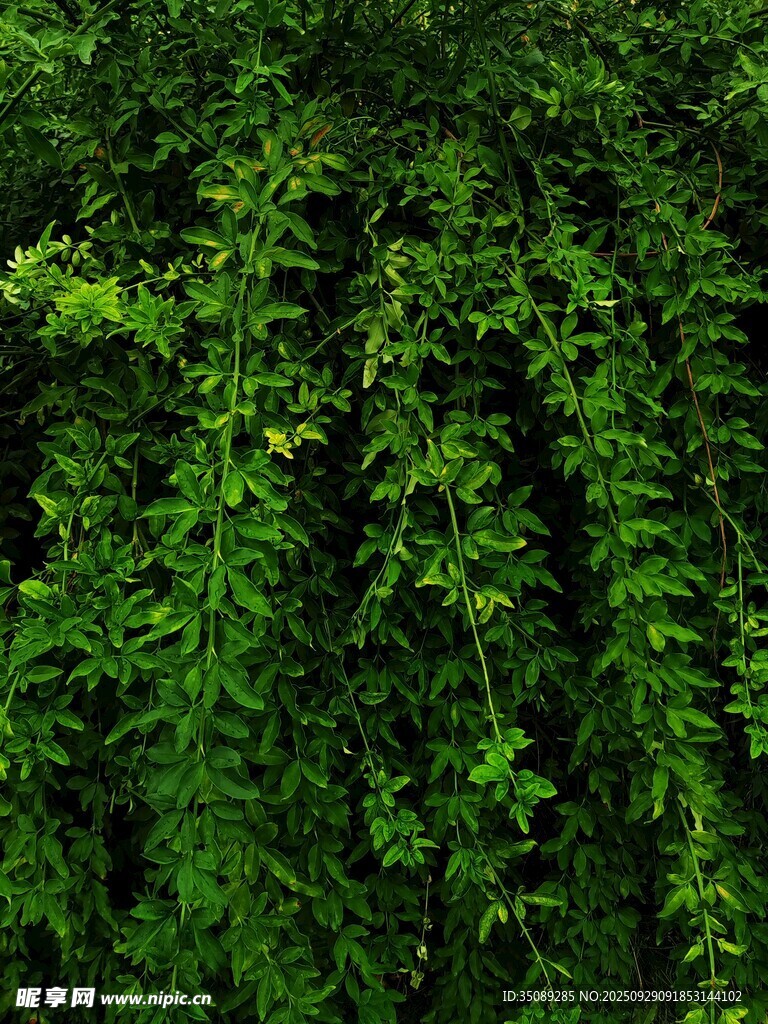 翠绿藤蔓植物繁茂景象