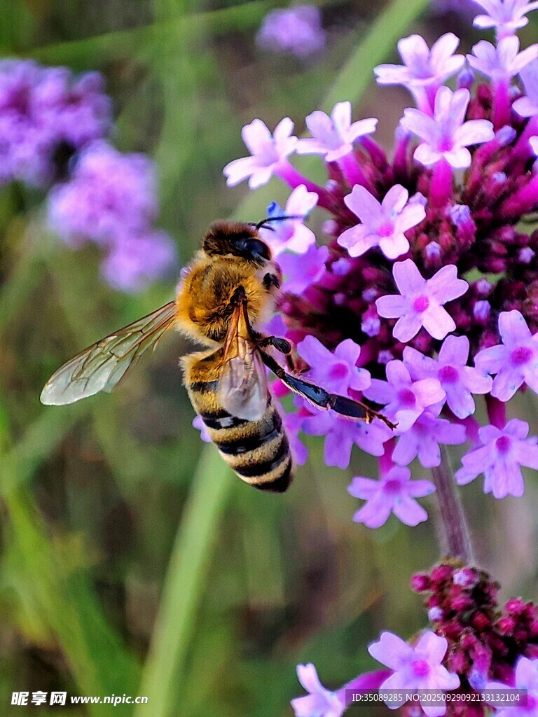 蜜蜂采蜜于紫色小花间
