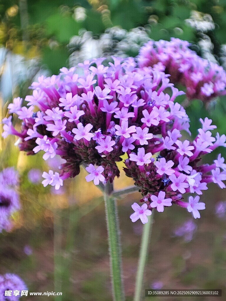 紫色美丽马鞭草花朵