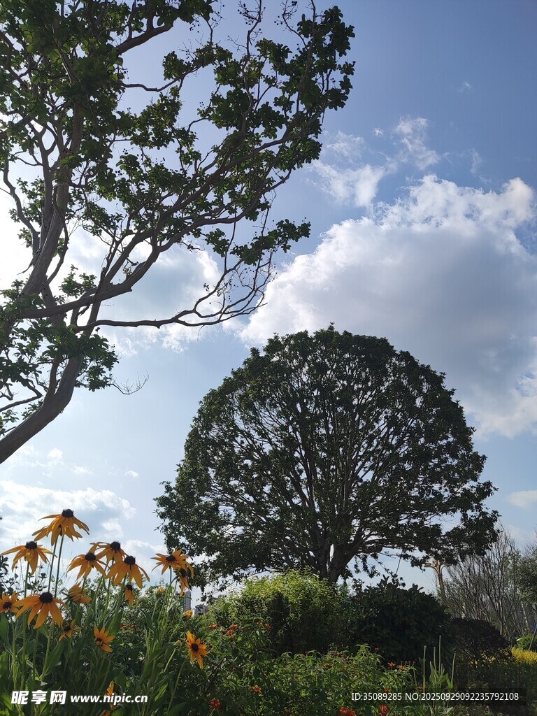 花园中的树木与蓝天美景